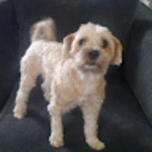 Meet your Posher, Billy